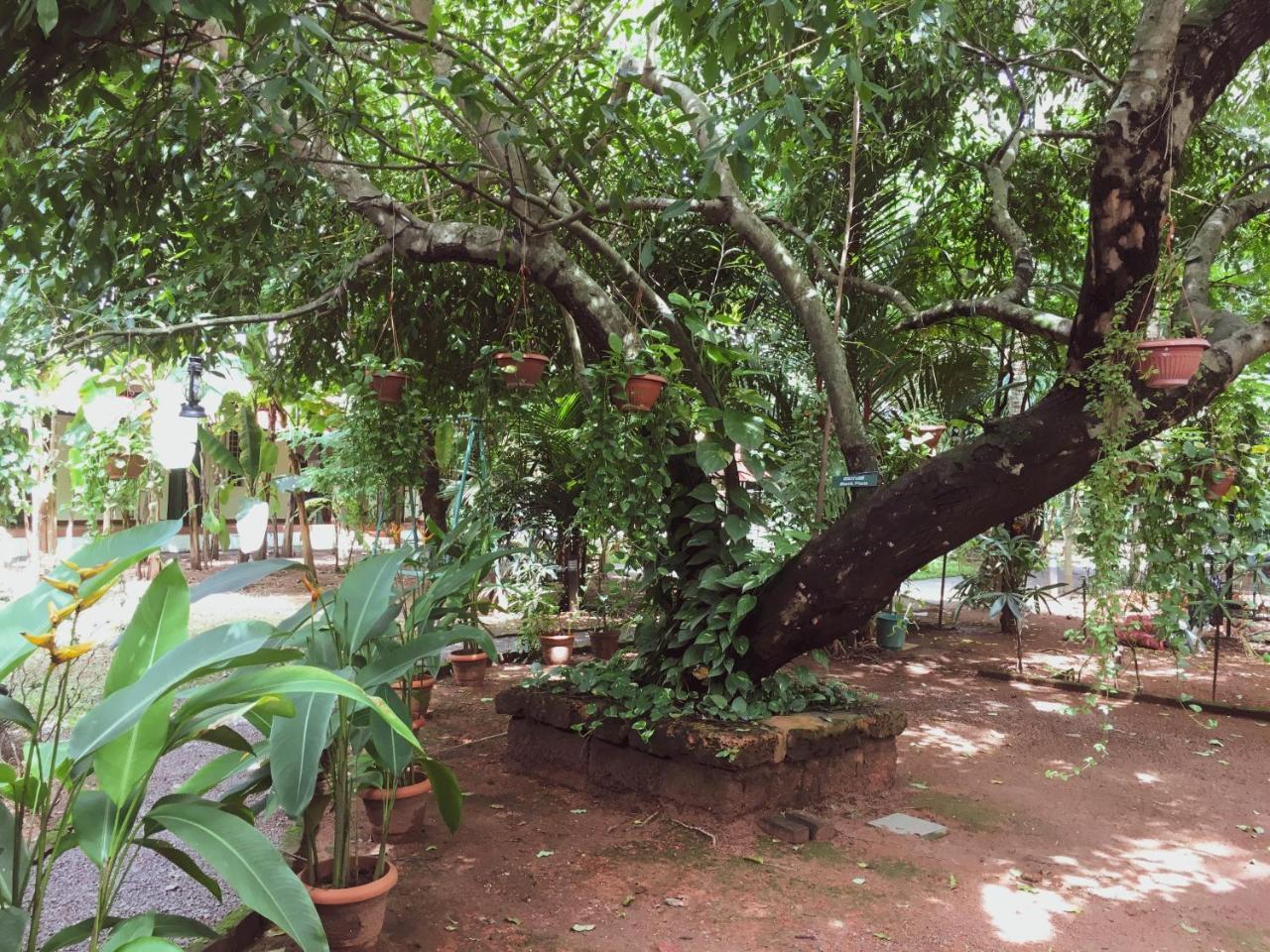 Palm Grove Service Villa Kochi Ngoại thất bức ảnh