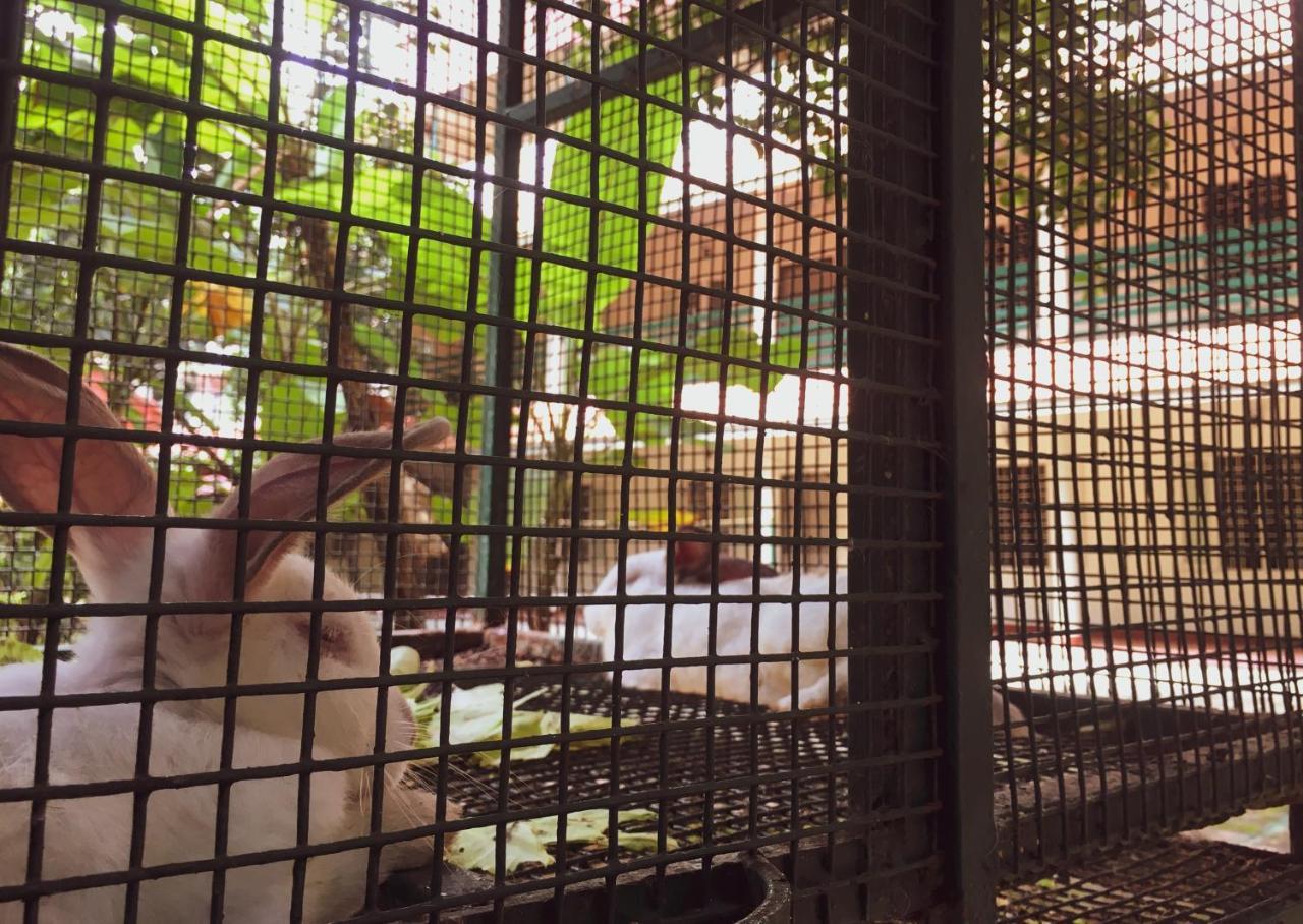 Palm Grove Service Villa Kochi Ngoại thất bức ảnh