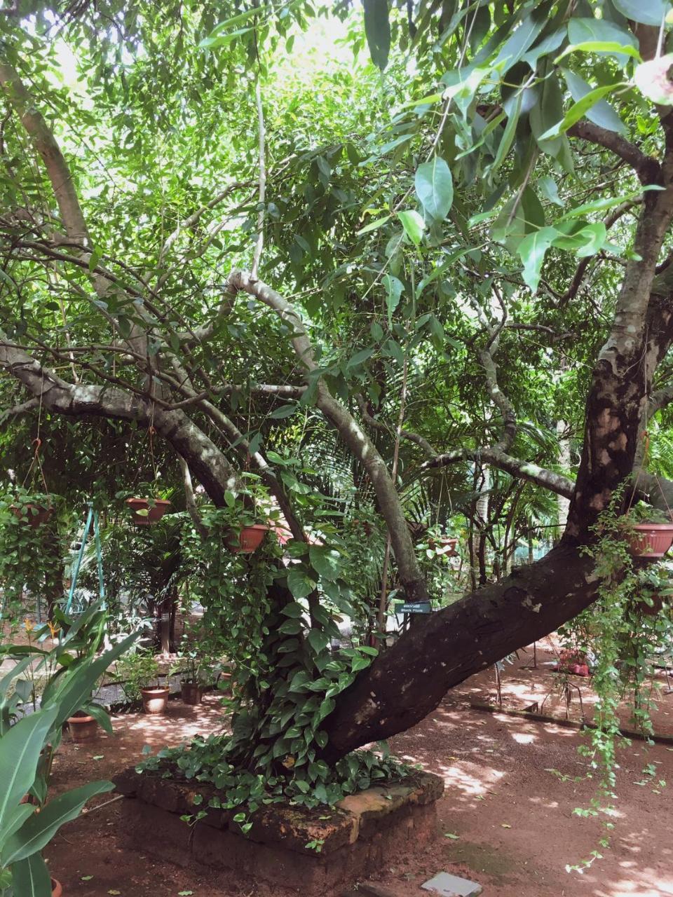 Palm Grove Service Villa Kochi Ngoại thất bức ảnh